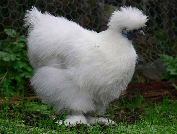 Silky bantam photo by Benjamint444 - https://commons.wikimedia.org/wiki/User:Benjamint444 - CC BY-SA 3.0 - http://creativecommons.org/licenses/by-sa/3.0/